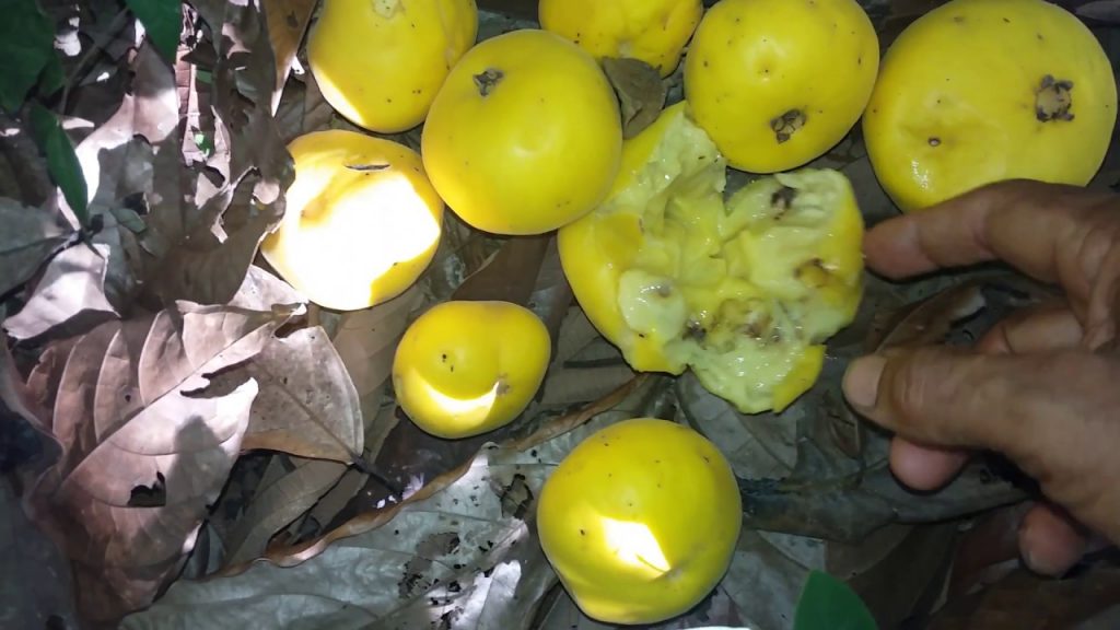 10 Frutas típicas de Rondônia - Região Norte. - Conexão Amazônia