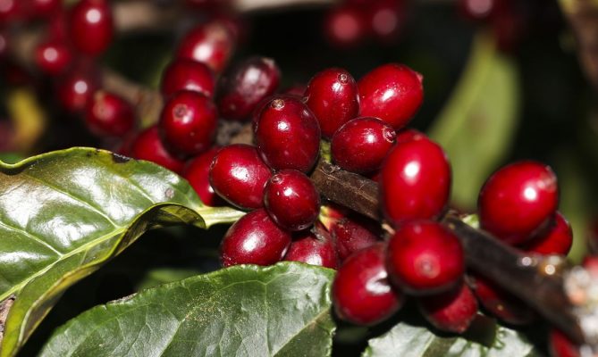 No Dia Nacional Do Caf Qualidade Da Esp Cie Coffea Canephora De Rond Nia Destaque Conex O